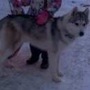 Подробнее об объявлении «Воронеж Пропала собака кобель породы сибирская хаски, к» Фото: пропала собака Сибирская хаски «Воронеж Пропала собака кобель породы сибирская...» в г. Воронеж