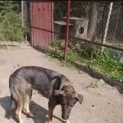Подробнее об объявлении «Екатеринбург Пропала собака убежала собака из гостиницы лапыландия» Фото: пропала собака  «Екатеринбург Пропала собака убежала собака из...» в г. Екатеринбург