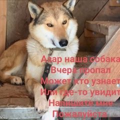 Подробнее об объявлении «Пропала собака кобель. Томск» Фото: пропала собака  «Пропала собака кобель. Томск» в г. Томск