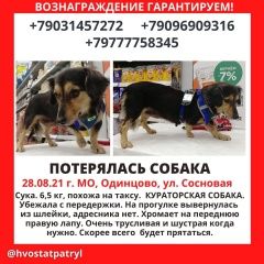 Подробнее об объявлении «Одинцово Пропала собака» Фото: пропала собака  «Одинцово Пропала собака» в г. Одинцово
