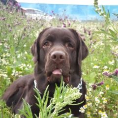 Подробнее об объявлении «Пропала собака кобель лабрадор кобель шоколадный Санкт-Петербург» Фото: пропала собака Лабрадор ретривер «Пропала собака кобель лабрадор кобель...» в г. Санкт-Петербург