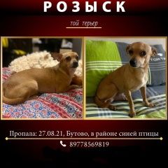Подробнее об объявлении «Пропала собака кобель той терьер Москва» Фото: пропала собака Русский той-терьер «Пропала собака кобель той терьер Москва» в г. Москва