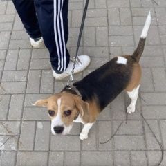 Подробнее об объявлении «Пропала собака Калуга» Фото: пропала собака Бигль «Пропала собака Калуга» в г. Калуга