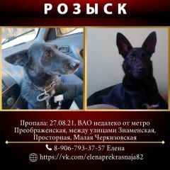 Подробнее об объявлении «Пропала собака Москва» Фото: пропала собака  «Пропала собака Москва» в г. Москва