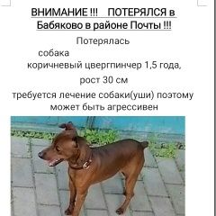 Подробнее об объявлении «Пропала собака кобель вознаграждение Воронеж» Фото: пропала собака  «Пропала собака кобель вознаграждение Воронеж» в г. Воронеж