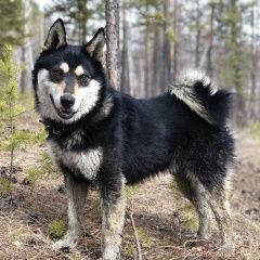 Подробнее об объявлении «Чита Пропала собака кобель лайка» Фото: пропала собака  «Чита Пропала собака кобель лайка» в г. Чита