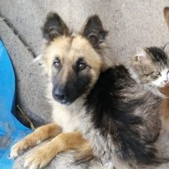 Подробнее об объявлении «Пропала собака помогите пожалуйста найти Симферополь» Фото: пропала собака  «Пропала собака помогите пожалуйста найти...» в г. Симферополь