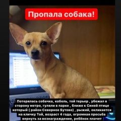Подробнее об объявлении «Пропала собака кобель северное бутово Москва» Фото: пропала собака Той-терьер «Пропала собака кобель северное бутово Москва» в г. Москва