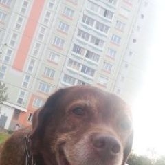 Подробнее об объявлении «Подольск Пропала собака кобель вагнер» Фото: пропала собака Лабрадор ретривер «Подольск Пропала собака кобель вагнер» в г. Подольск