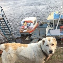 Подробнее об объявлении «Тюмень Пропала собака» Фото: пропала собака Среднеазиатская овчарка «Тюмень Пропала собака» в г. Тюмень