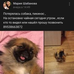 Подробнее об объявлении «Обь Пропала собака» Фото: пропала собака Пекинес «Обь Пропала собака» в г. Обь