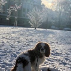 Подробнее об объявлении «Пропала собака кобель Санкт-Петербург» Фото: пропала собака Кавалер кинг чарльз спаниель «Пропала собака кобель Санкт-Петербург» в г. Санкт-Петербург