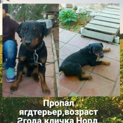 Подробнее об объявлении «Астрахань Пропала собака кобель» Фото: пропала собака Ягд-терьер «Астрахань Пропала собака кобель» в г. Астрахань