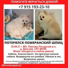 Подробнее об объявлении «Пропала собака кобель белый померанский шпиц Москва» Фото: пропала собака Померанский шпиц «Пропала собака кобель белый померанский шпиц...» в г. Москва