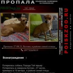 Подробнее об объявлении «Пропала собака кобель той терьер Москва» Фото: пропала собака Русский той-терьер «Пропала собака кобель той терьер Москва» в г. Москва