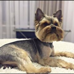 Подробнее об объявлении «Пропала собака кобель Санкт-Петербург» Фото: пропала собака Йоркширский терьер «Пропала собака кобель Санкт-Петербург» в г. Санкт-Петербург