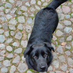 Подробнее об объявлении «Пропала собака Санкт-Петербург» Фото: пропала собака Лабрадор ретривер «Пропала собака Санкт-Петербург» в г. Санкт-Петербург