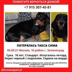 Подробнее об объявлении «Пропала собака такса Зеленоград» Фото: пропала собака Такса «Пропала собака такса Зеленоград» в г. Зеленоград