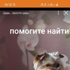 Подробнее об объявлении «Пропала собака Калуга» Фото: пропала собака Йоркширский терьер «Пропала собака Калуга» в г. Калуга