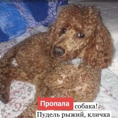 Подробнее об объявлении «Приозерск Пропала собака пудель» Фото: пропала собака  «Приозерск Пропала собака пудель» в г. Приозерск