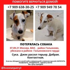 Подробнее об объявлении «Пропала собака 7 сентября 2021 г. около 15:45 Москва» Фото: пропала собака Джек рассел терьер «Пропала собака 7 сентября 2021 г. около 15:45...» в г. Москва