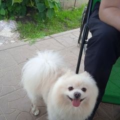 Подробнее об объявлении «Пропала собака кобель Смоленск» Фото: пропала собака Немецкий шпиц «Пропала собака кобель Смоленск» в г. Смоленск