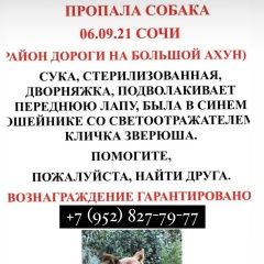 Подробнее об объявлении «Пропала собака помогите найти собаку Сочи» Фото: пропала собака  «Пропала собака помогите найти собаку Сочи» в г. Сочи