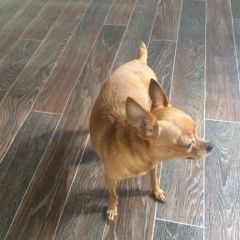 Подробнее об объявлении «Геленджик Пропала собака 10.09 девочка тойтерьер.» Фото: пропала собака Той-терьер «Геленджик Пропала собака 10.09 девочка тойтерьер.» в г. Геленджик