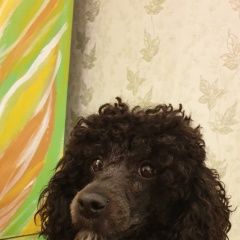 Подробнее об объявлении «Пропала собака кобель Санкт-Петербург» Фото: пропала собака Пудель «Пропала собака кобель Санкт-Петербург» в г. Санкт-Петербург