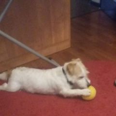 Подробнее об объявлении «Пропала собака кобель метис джек рассела Гусь Железный» Фото: пропала собака Джек рассел терьер «Пропала собака кобель метис джек рассела Гусь...» в г. Гусь Железный