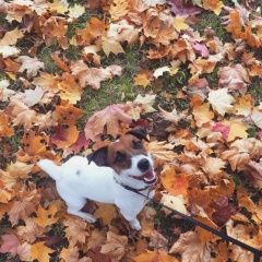 Подробнее об объявлении «Обнинск Пропала собака кобель» Фото: пропала собака Джек рассел терьер «Обнинск Пропала собака кобель» в г. Обнинск