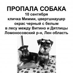Подробнее об объявлении «Пропала собака цвергшнауцер, девочка. Ломоносов» Фото: пропала собака Цвергшнауцер «Пропала собака цвергшнауцер, девочка. Ломоносов» в г. Ломоносов