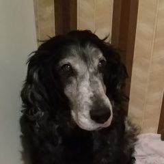 Подробнее об объявлении «Чита Пропала собака потерялась собака в чите» Фото: пропала собака Русский охотничий спаниель «Чита Пропала собака потерялась собака в чите» в г. Чита