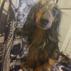 Подробнее об объявлении «Пропала собака такса длинношестная черно-мраморная Зеленоград» Фото: пропала собака  «Пропала собака такса длинношестная...» в г. Зеленоград