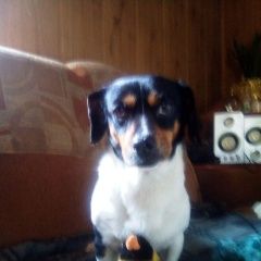 Подробнее об объявлении «Тюмень Пропала собака кобель 20 августа, зовут чип, живе» Фото: пропала собака  «Тюмень Пропала собака кобель 20 августа, зовут...» в г. Тюмень