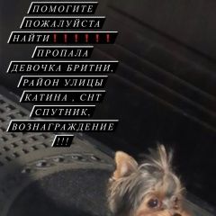 Подробнее об объявлении «Калининград (Кенигсберг) Пропала собака» Фото: пропала собака Йоркширский терьер «Калининград (Кенигсберг) Пропала собака» в г. Калининград (Кенигсберг)