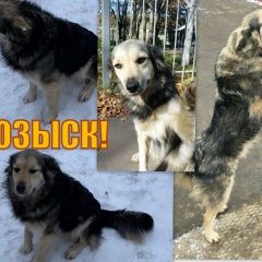Подробнее об объявлении «Пропала собака в Домодедово» Фото: пропала собака  «Пропала собака в Домодедово» в г. Домодедово