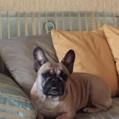 Подробнее об объявлении «Пропала собака отзывается на кличку стеша. Самара» Фото: пропала собака Французский бульдог «Пропала собака отзывается на кличку стеша. Самара» в г. Самара