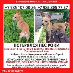 Подробнее об объявлении «Пропала собака кобель некрупный кобель роки Москва» Фото: пропала собака  «Пропала собака кобель некрупный кобель роки Москва» в г. Москва