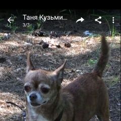 Подробнее об объявлении «Чита Пропала собака сегодня утром на кск в районе школы № 30» Фото: пропала собака Чихуахуа «Чита Пропала собака сегодня утром на кск в...» в г. Чита