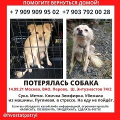 Подробнее об объявлении «Пропала собака Москва» Фото: пропала собака  «Пропала собака Москва» в г. Москва