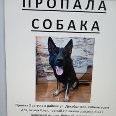Подробнее об объявлении «Пропала собака кобель Ярославль» Фото: пропала собака  «Пропала собака кобель Ярославль» в г. Ярославль