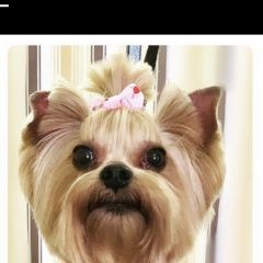 Подробнее об объявлении «Пропала собака чуча 8 лет. йоркширский терьер мини Самара» Фото: пропала собака Йоркширский терьер «Пропала собака чуча 8 лет. йоркширский терьер...» в г. Самара