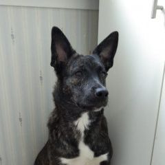 Подробнее об объявлении «Мошково Пропала собака» Фото: пропала собака  «Мошково Пропала собака» в г. Мошково