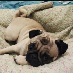 Подробнее об объявлении «Пропала собака Москва» Фото: пропала собака Мопс «Пропала собака Москва» в г. Москва