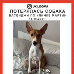 Подробнее об объявлении «Пропала собака кобель Красногорск» Фото: пропала собака Басенджи «Пропала собака кобель Красногорск» в г. Красногорск