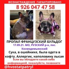 Подробнее об объявлении «Дорохово Пропала собака» Фото: пропала собака Французский бульдог «Дорохово Пропала собака» в г. Дорохово