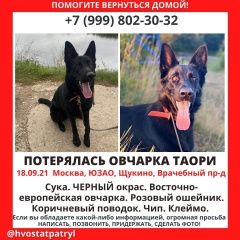 Подробнее об объявлении «Пропала собака Москва» Фото: пропала собака Немецкая овчарка «Пропала собака Москва» в г. Москва