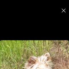 Подробнее об объявлении «Анапа Пропала собака ищим йорк девочка в сукко.» Фото: пропала собака Йоркширский терьер «Анапа Пропала собака ищим йорк девочка в сукко.» в г. Анапа