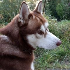 Подробнее об объявлении «Алабино Пропала собака кобель» Фото: пропала собака Сибирская хаски «Алабино Пропала собака кобель» в г. Алабино